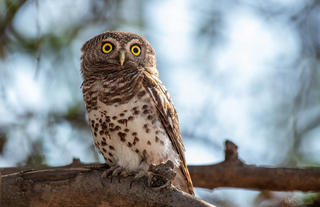 Pearl-spotted Owl