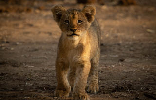 Lion Cub 2019