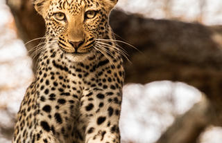 Resident Leopard