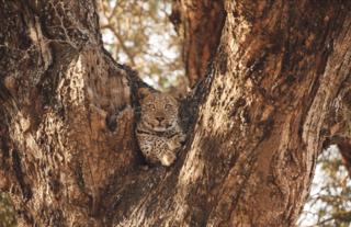 Leopard in a Winterthorn