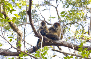 Fauna at Rincón de la Vieja