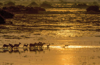 Herd of Lechwe near Duba Explorers Camp