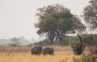 Elephant Herd near Duba Explorers Camp