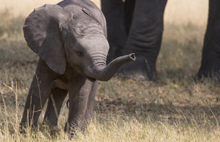 Baby Elephant near Duba Explorers Camp
