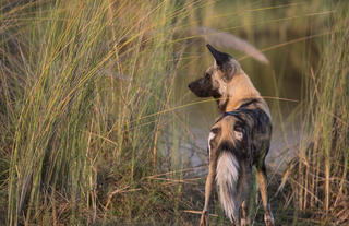 Wild Dog at Duba Explorers Camp