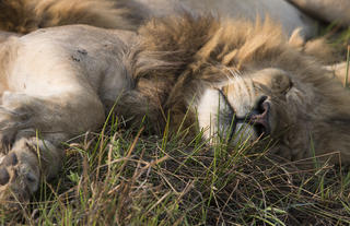 Sleeping Lion near Duba Explorers Camp