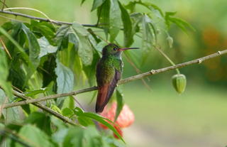 Humming bird