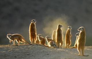 Habituated meerkats