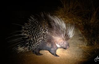 Porcupine - Kafue National Park