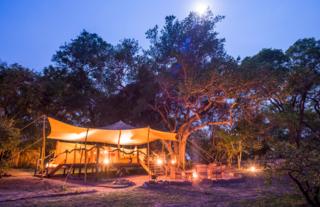 Boma under the Fig Tree