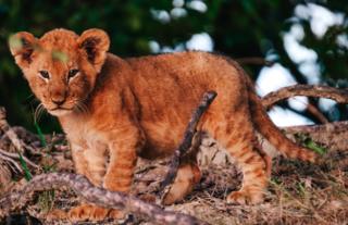 Lion Cub - Kafue National Park