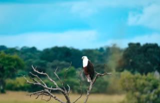 Fish Eagle - Kafue National Park