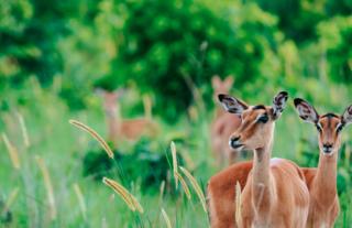 Puku - Kafue National Park