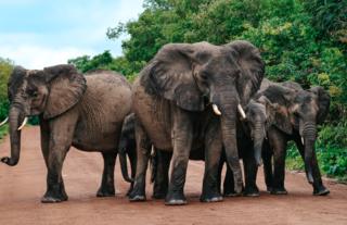 Elephants - Kafue National Park