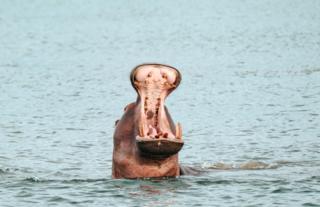 Hippo - Kafue National Park