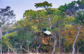 Treehouse Tent - Fig Tree Bush Camp