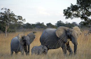 Elephant Family