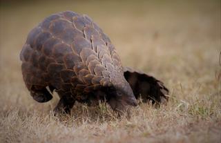 Pangolin 