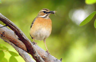 Miombo Scrub-Robin