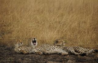 Cheetahs near Fig Tree