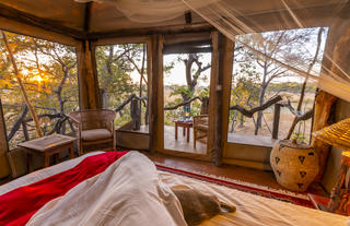 Fig Tree Luxury Tent