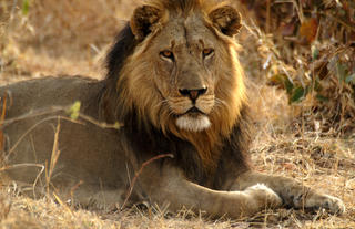 Male Lion 