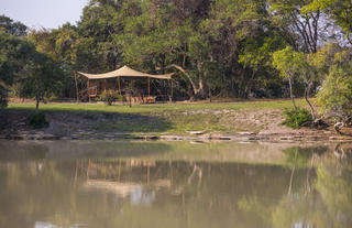 Fig Tree Boma