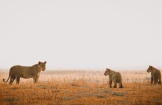 Lioness & Cubs - Busanga Plains