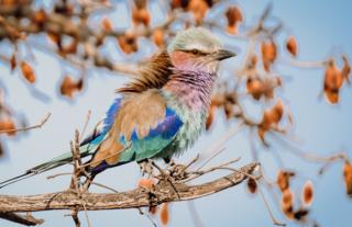 Lilac Breasted Roller - Busanga Plains