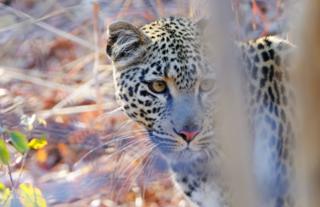 Leopard - Busanga Plains