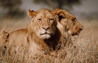 Lions - Busanga Plains 