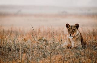 lioness - Busanga Plains