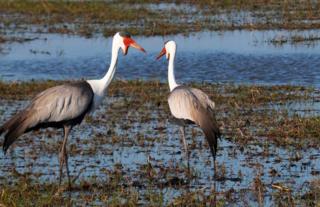 Wattled Cranes - Busanga Plains