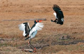 Saddle-Billed Stork & Fish Eagle - Busanga Plains