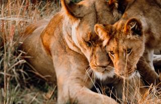 Lions - Busanga Plains