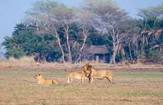 Lions in front of Busanga Plains Camp