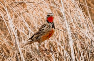 Rosy-Throated Longclaw - Busanga Plains