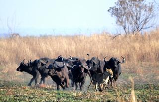 Lion being chased by buffalo on the plains