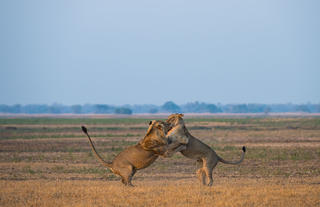 Lions on Busanga Plains