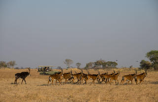 Game drive