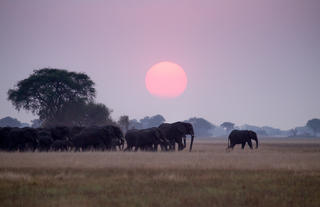 Elephants - Busanga Plains