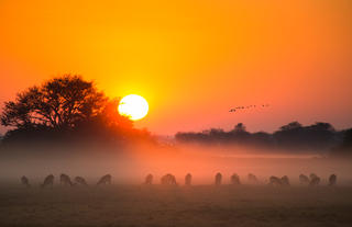 Misty mornings with Lechwe as far as the eye can see.