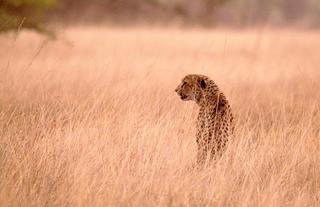 Cheetah on the plains