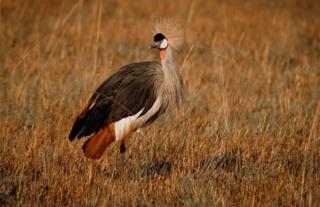 Crowned Crane - Busanga Plains