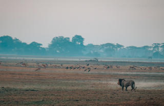 Lion on Busanga Plains