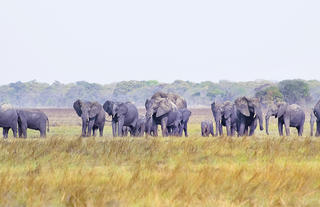 Elephants on Plains