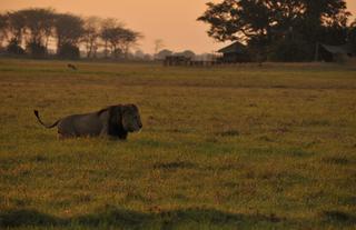 Male Lion crossing the marsh in the morning