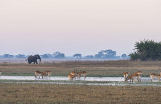 Busanga Plains