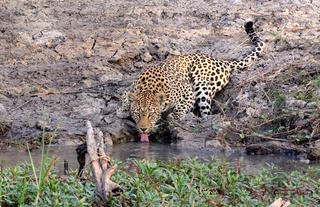 Leopard having a drink