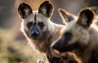 african wild dog